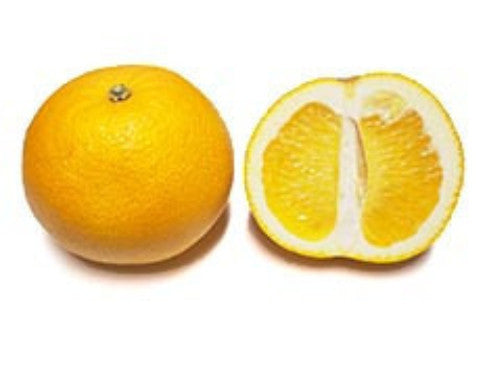 Bergamot|Bergamote