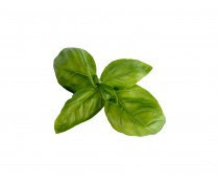 Basil|Basilic